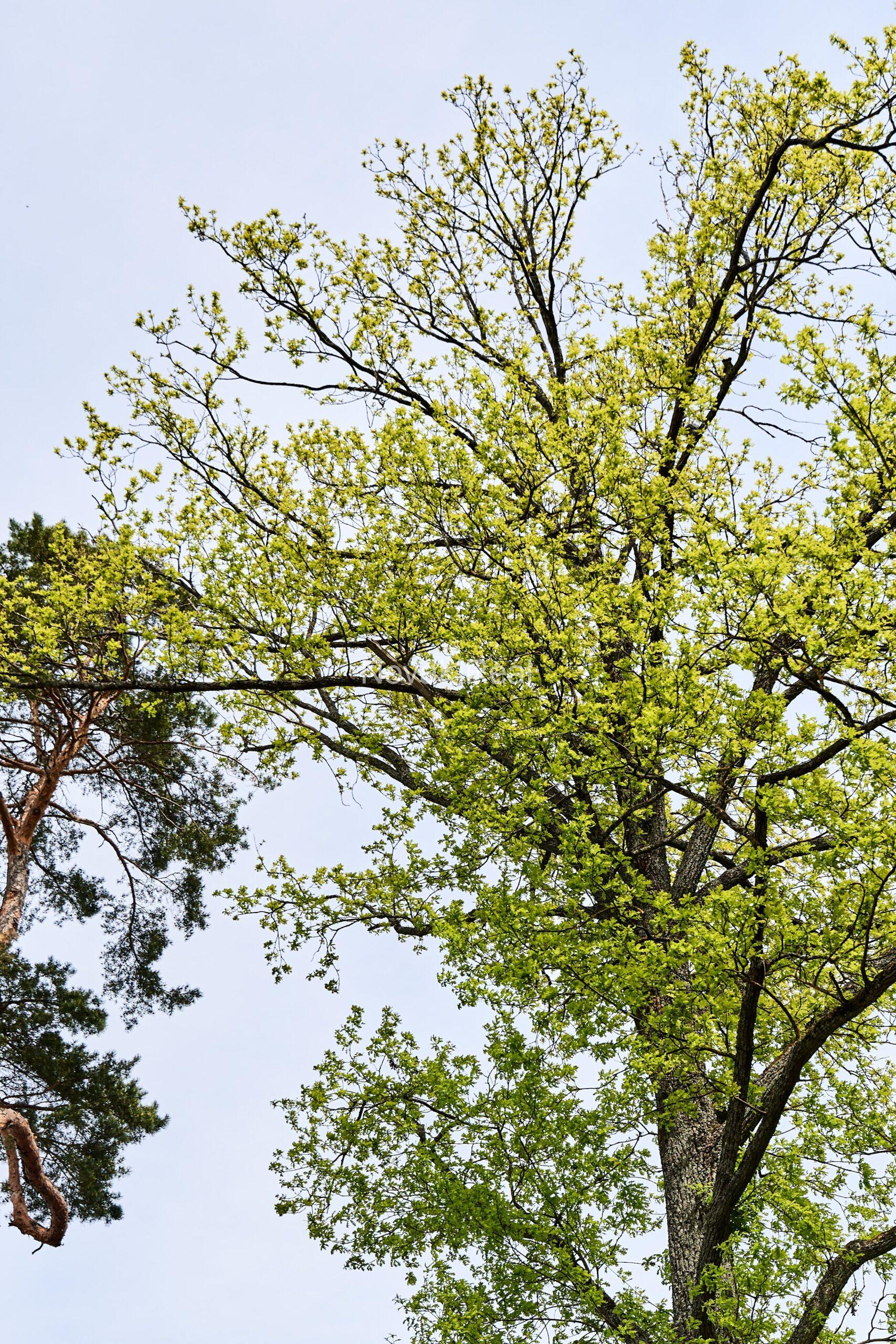 Mūsdienīga māja pie jūras Bulduros, Jūrmalā